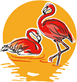 FLAMANT ROSE